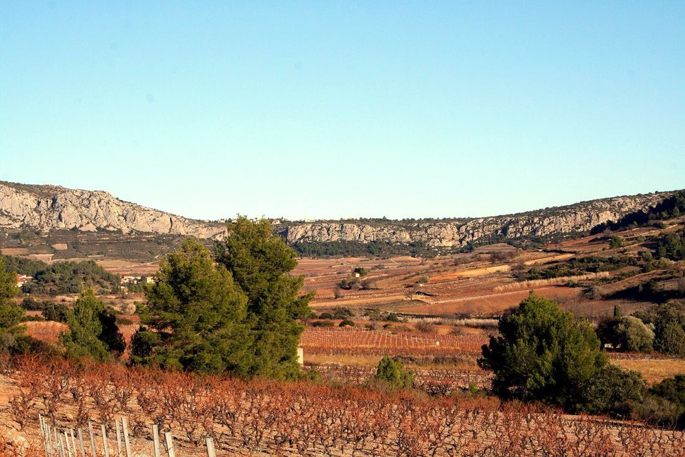 Muscat de Rivesaltes et vins doux