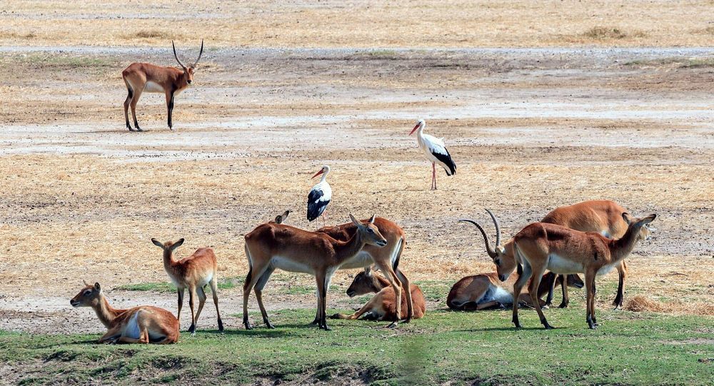 Réserve Africaine de Sigean