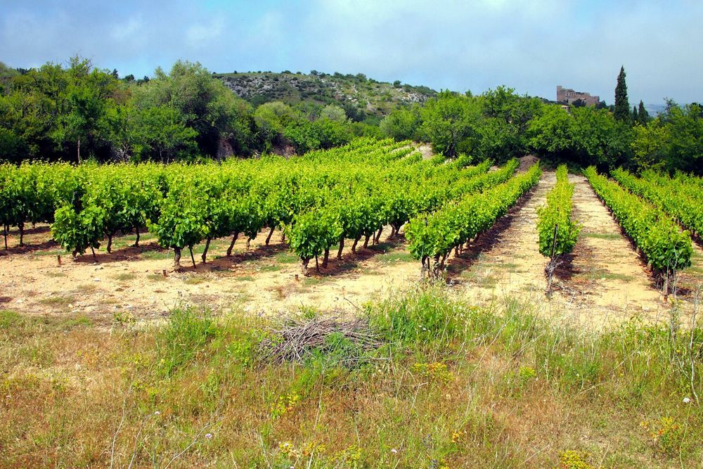 Expériences de vin